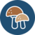 Raccolta funghi