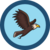 Aquila di mare 5