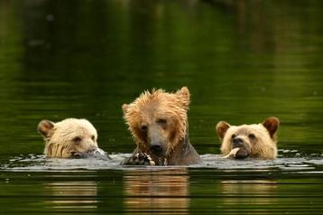 Impero dei grizzly