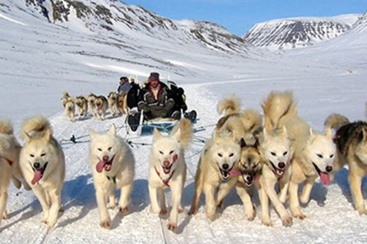 Spedizioni husky