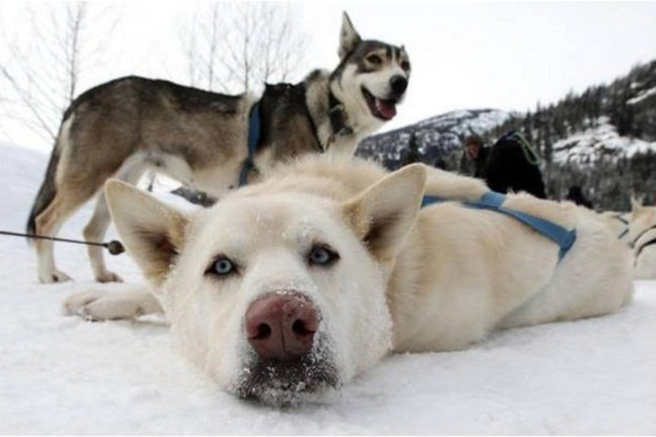 Husky lapponia