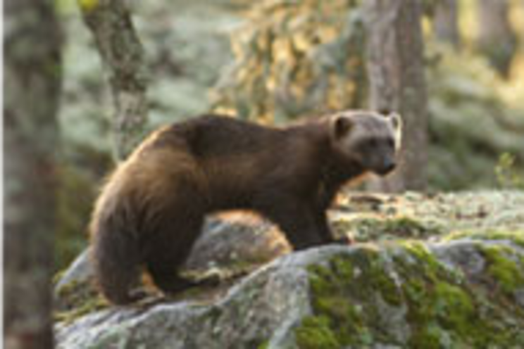 Wildlife watching 2