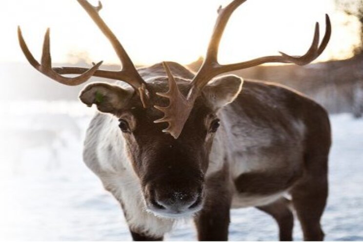 Reindeer ivalo