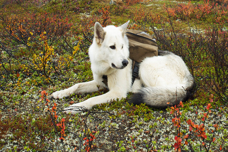 Husky autunno
