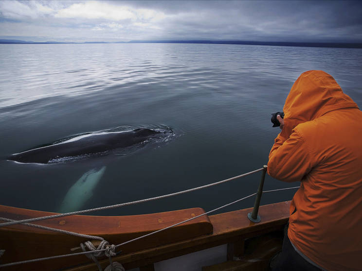 Whale safari