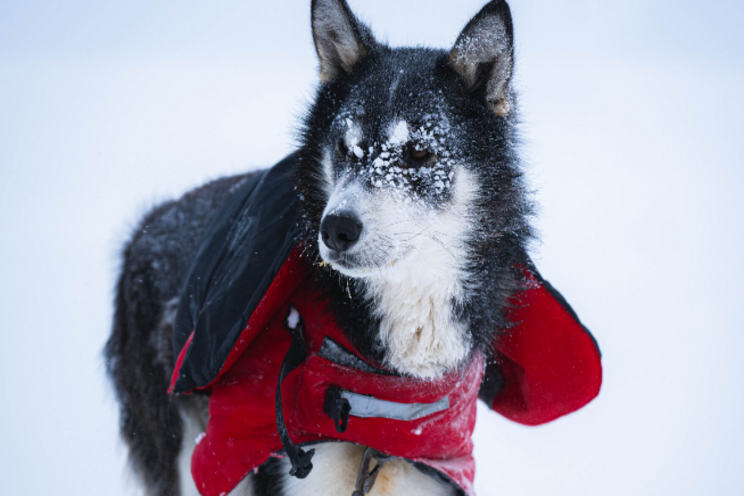 Lyr husky