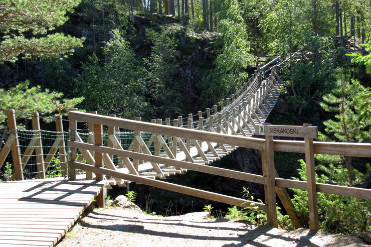 Small bear trail