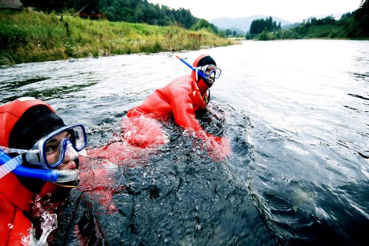 Salmon safari