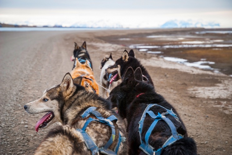 Svalb husky ride small