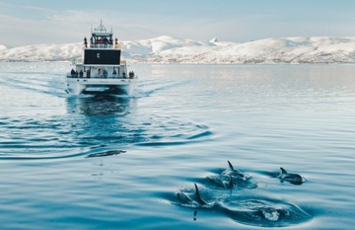 Balene tromso