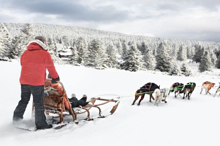 Dogsled alta
