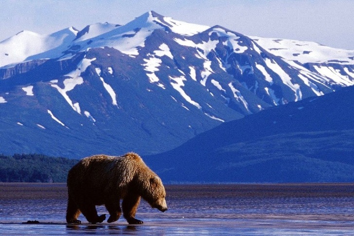 Alaska magnifica