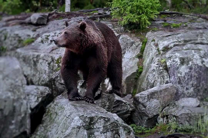 Orso finlandia