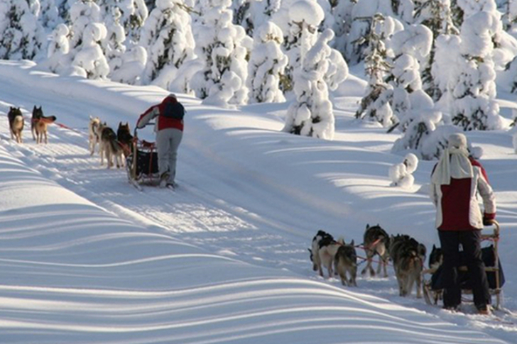 Safari Con I Cani Husky Lapponia Circolo Polare Artico Settimana Con I Cani Husky Norama Tour Operator