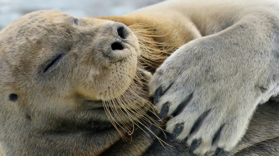 Foca 555x312